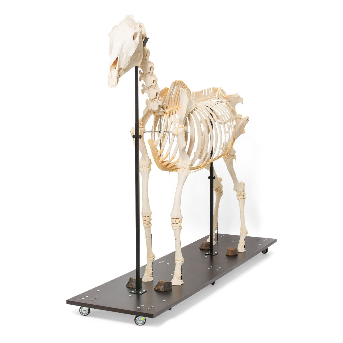 Horse Skeleton (Equus Caballus)