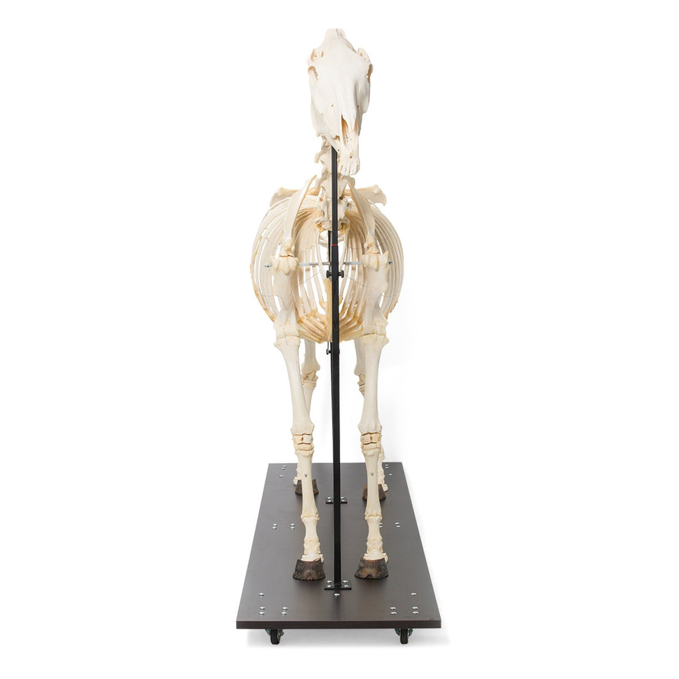 Horse Skeleton (Equus Caballus)