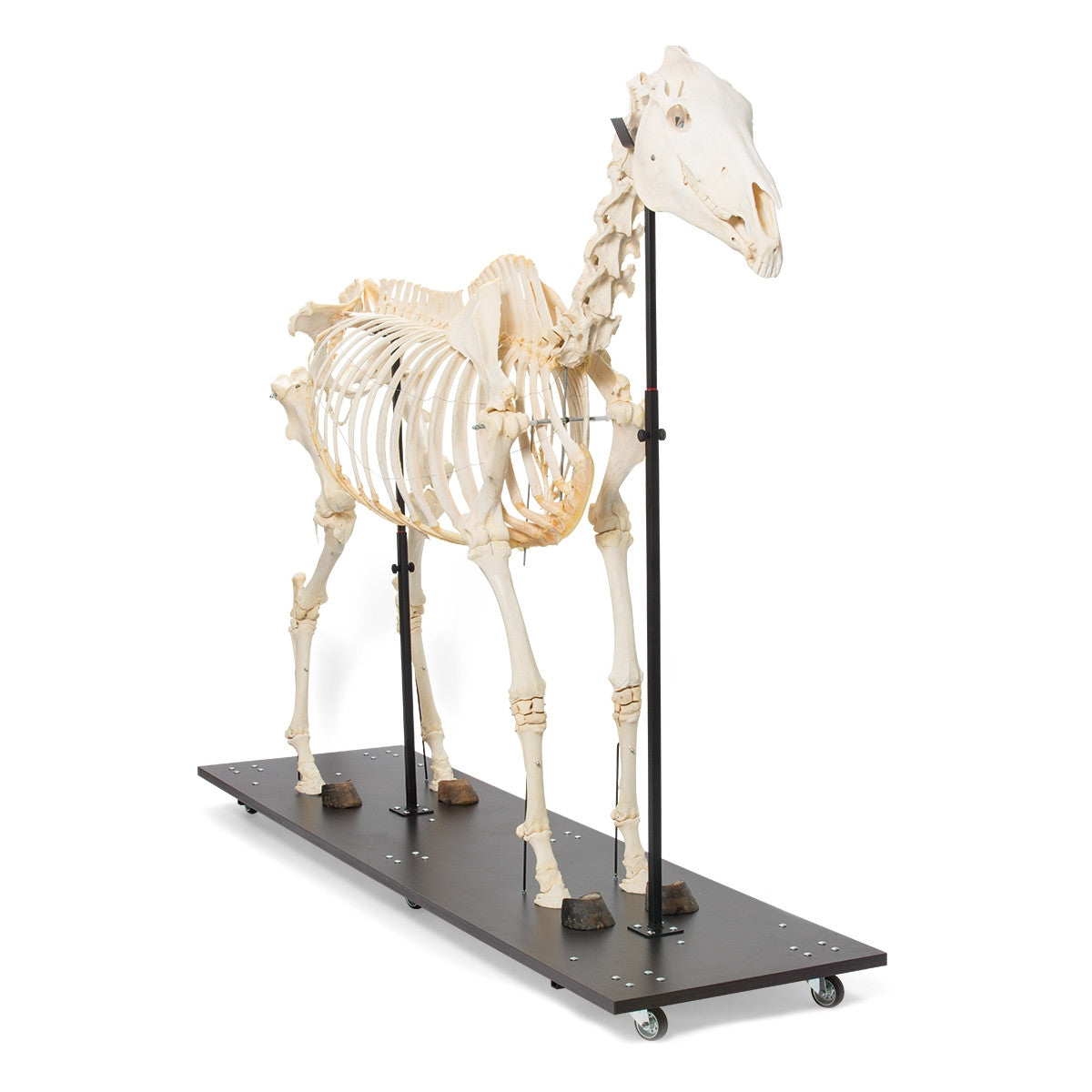 Horse Skeleton (Equus Caballus)