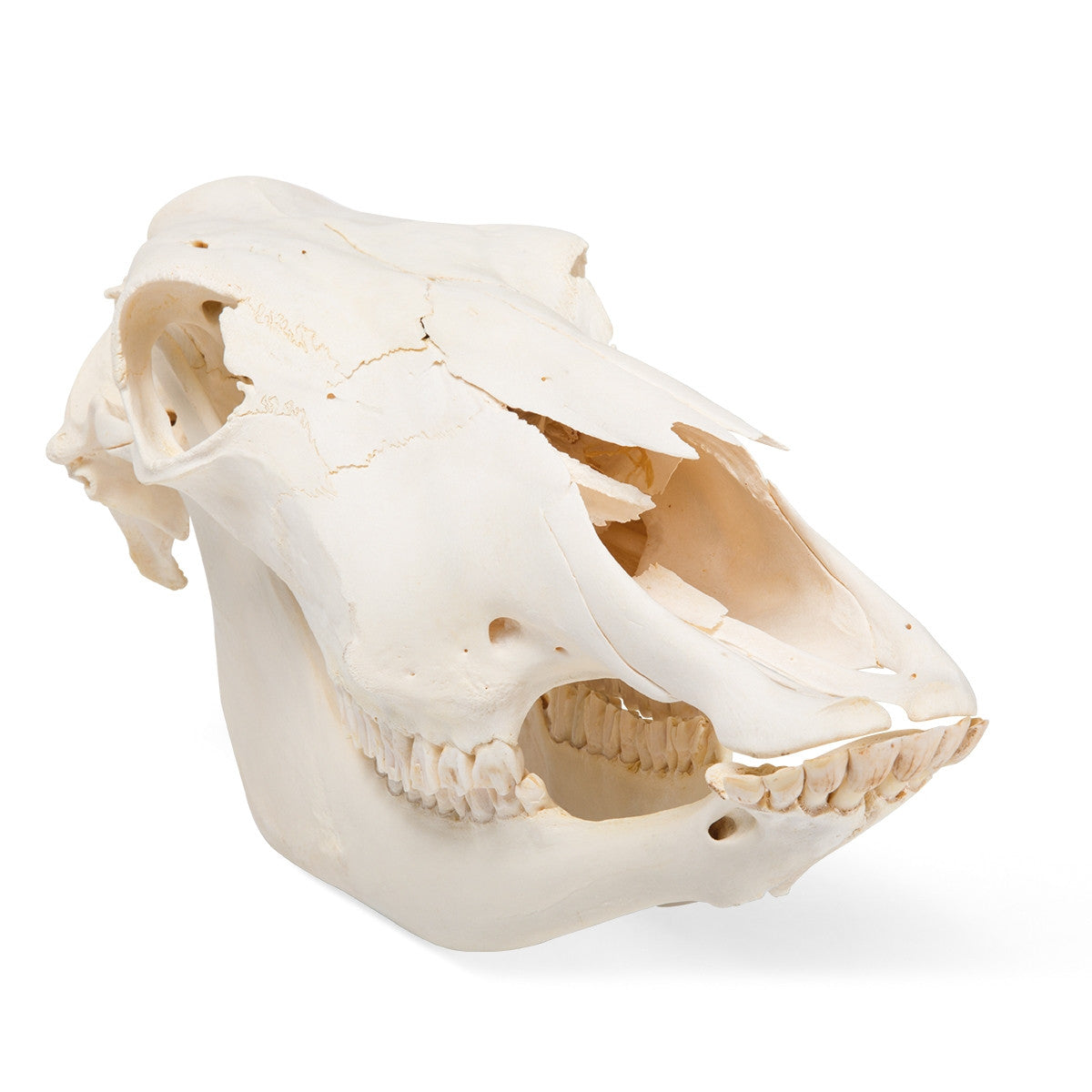 Cow Skull (Bos Taurus)