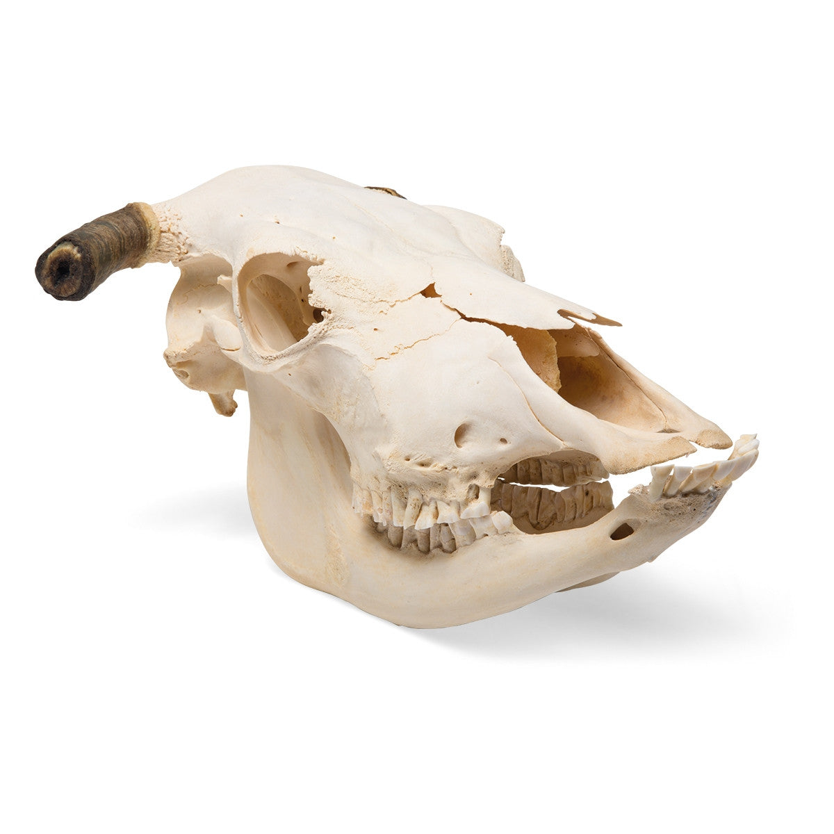 Cow Skull (Bos Taurus, with horns)