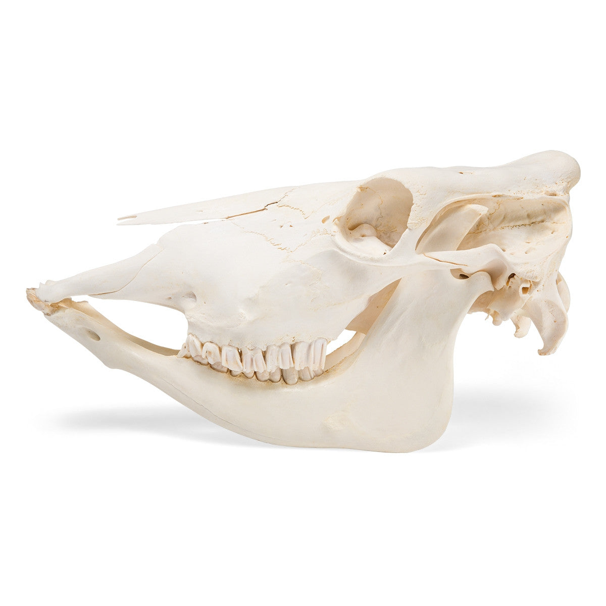 Cow Skull (Bos Taurus)