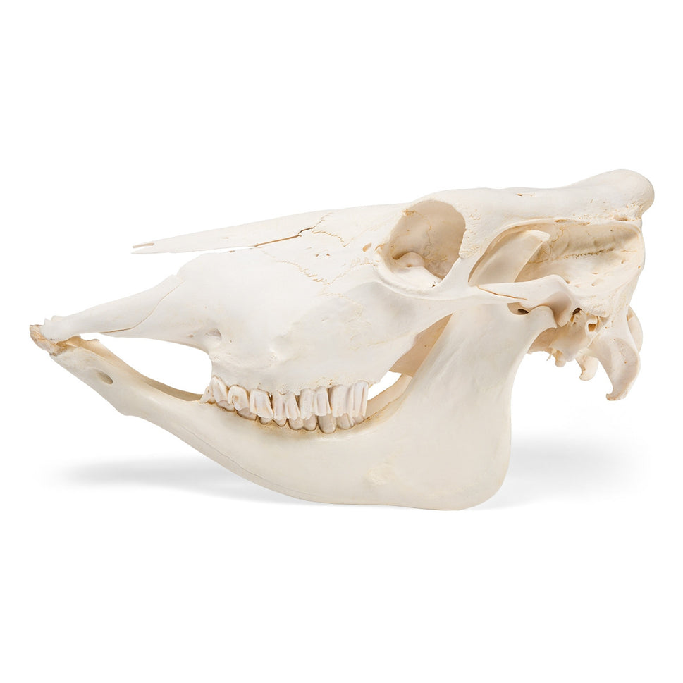 Cow Skull (Bos Taurus)