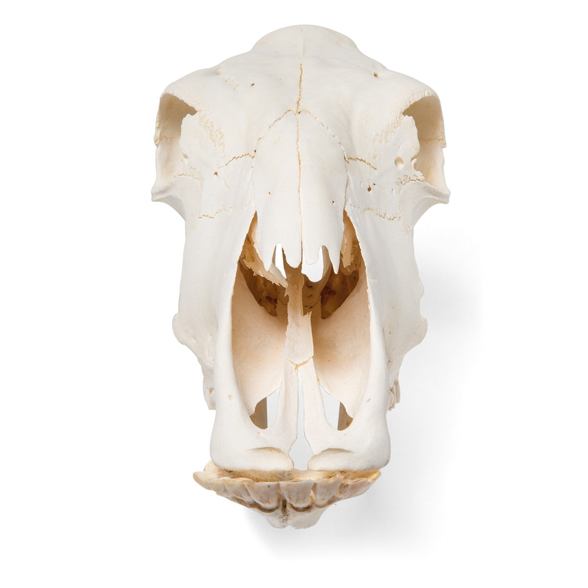 Cow Skull (Bos Taurus)