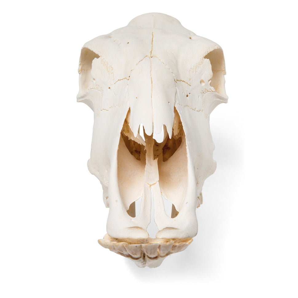 Cow Skull (Bos Taurus)