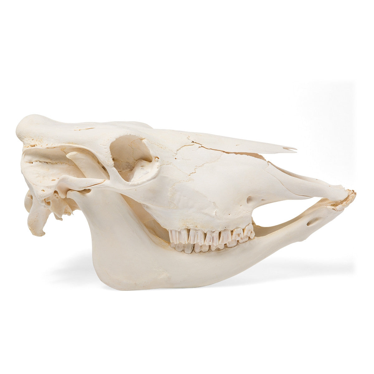 Cow Skull (Bos Taurus)