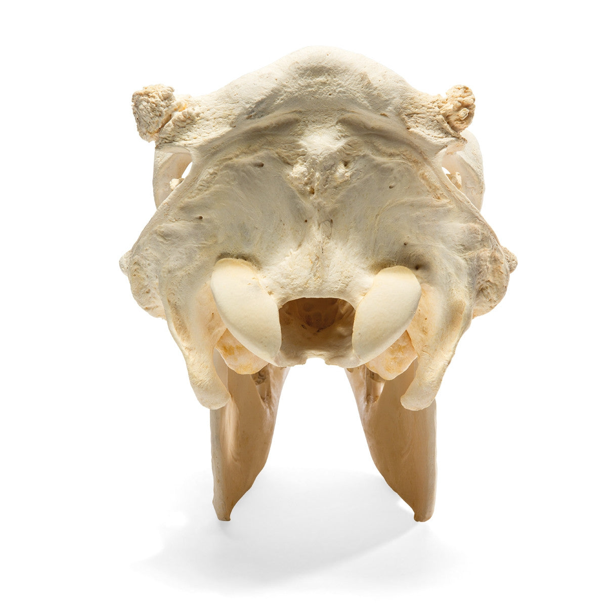 Cow Skull (Bos Taurus)