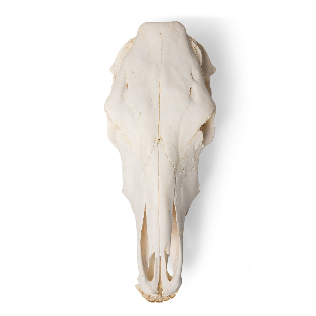 Cow Skull (Bos Taurus)