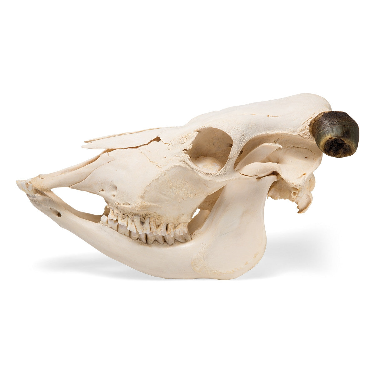 Cow Skull (Bos Taurus, with horns)