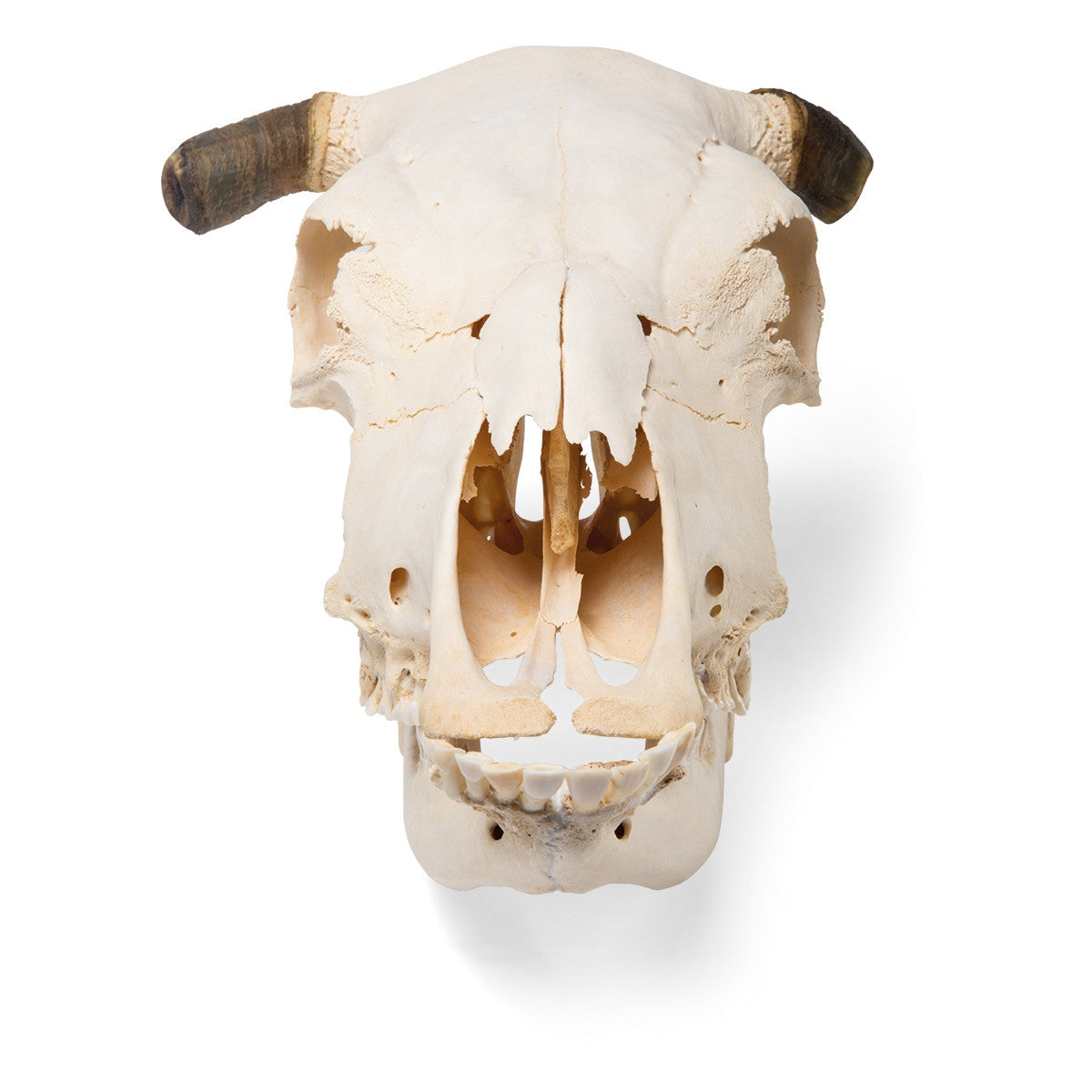 Cow Skull (Bos Taurus, with horns)