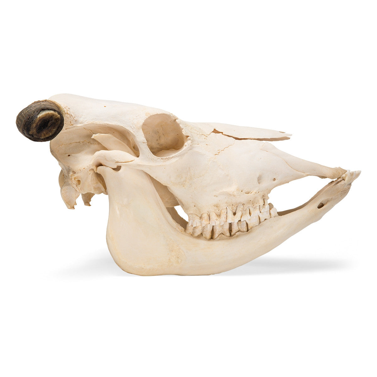 Cow Skull (Bos Taurus, with horns)
