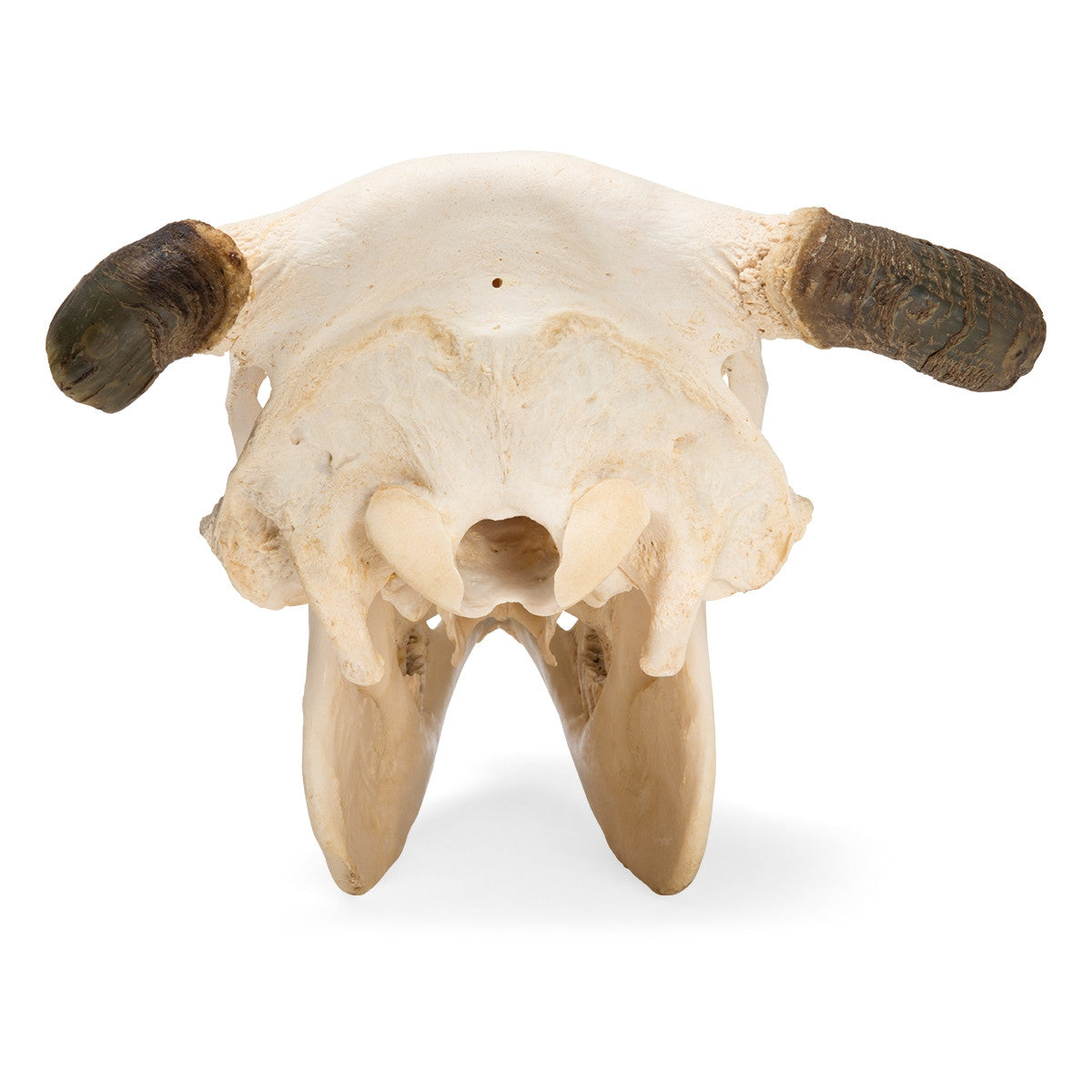 Cow Skull (Bos Taurus, with horns)