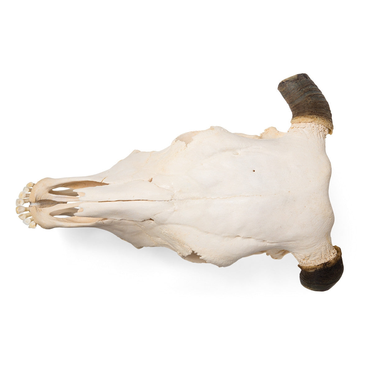 Cow Skull (Bos Taurus, with horns)