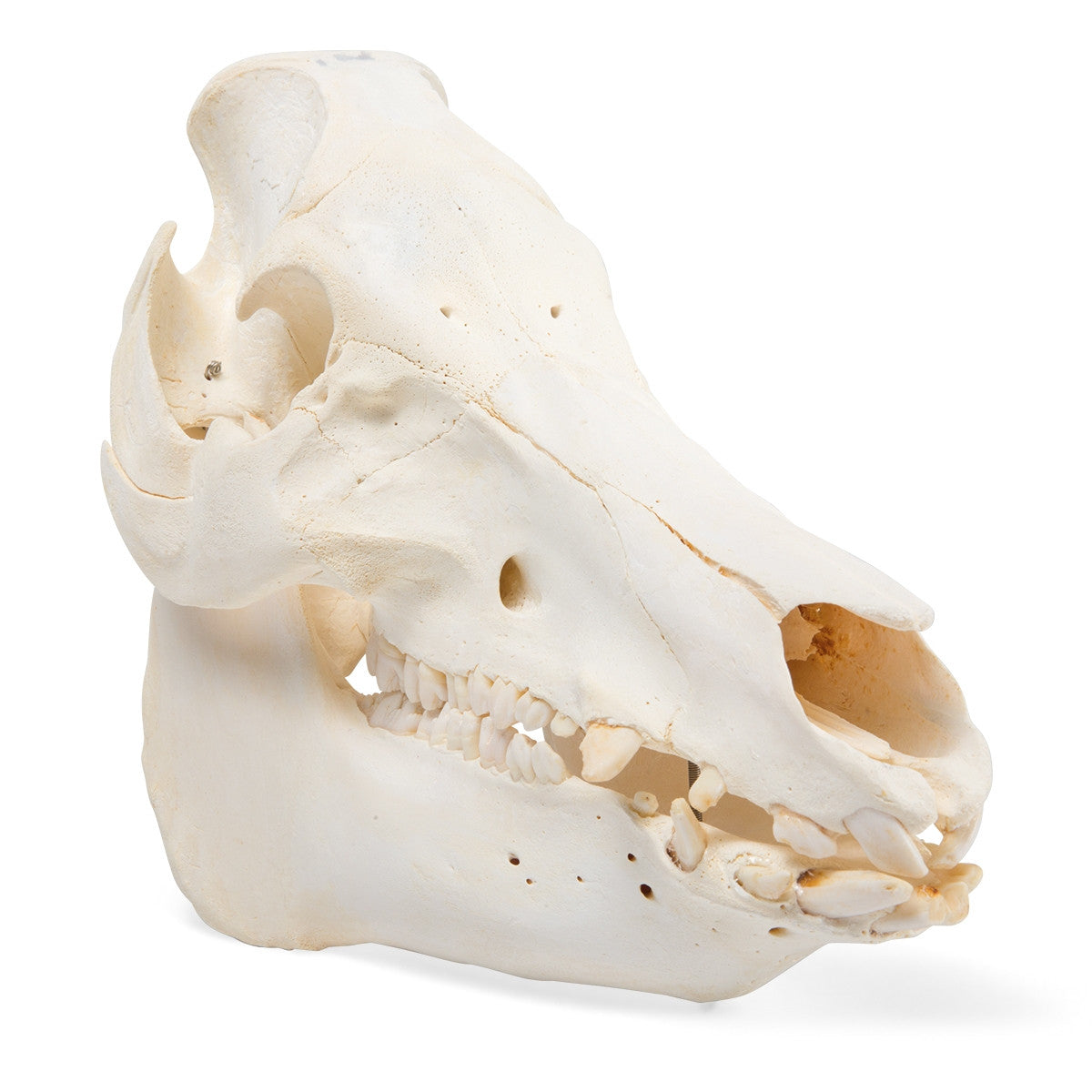 Pig Skull (Sus Scrofa)
