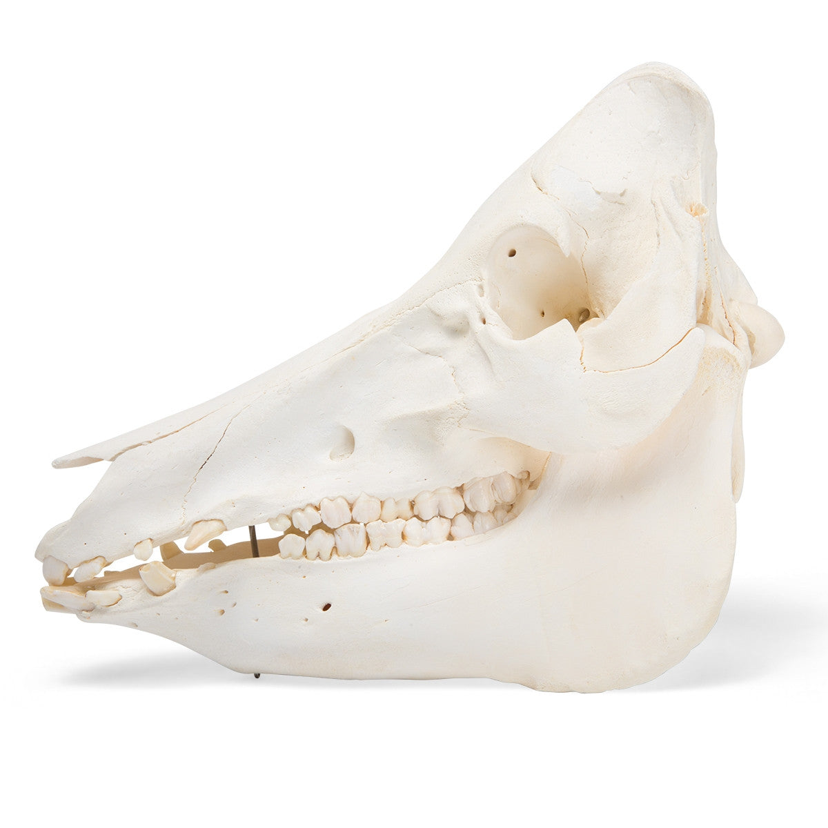 Pig Teeth Anatomy