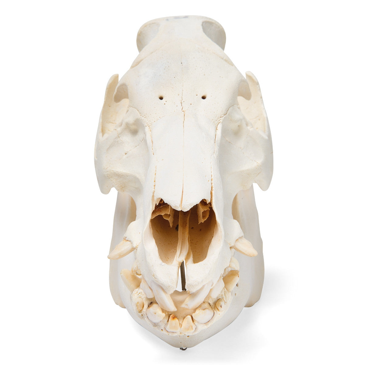 Pig Skull (Sus Scrofa)