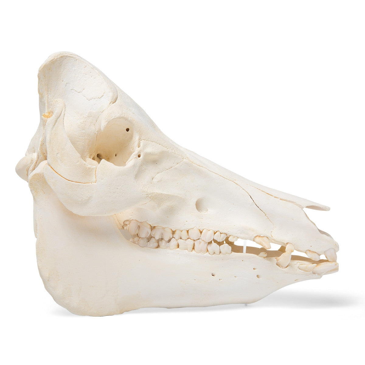 Pig Skull (Sus Scrofa)