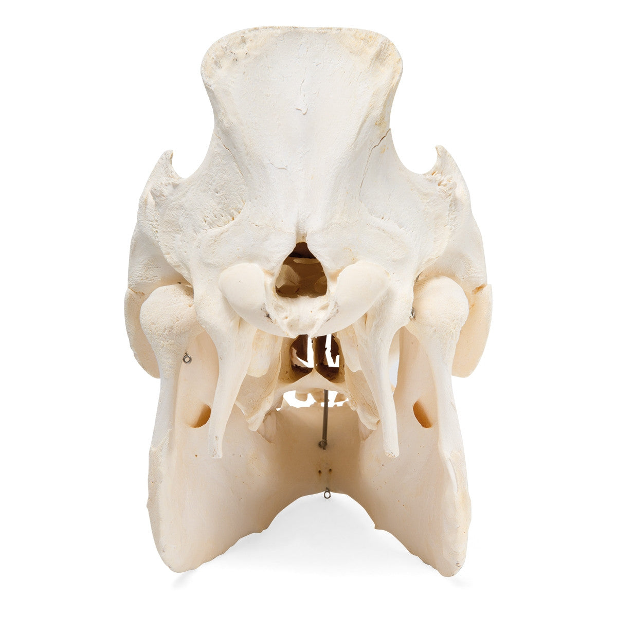 Pig Skull (Sus Scrofa)