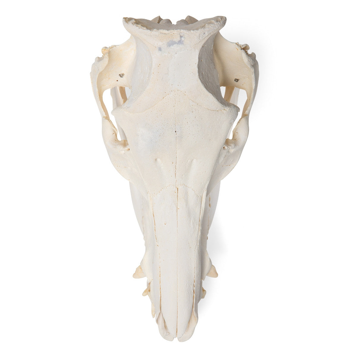 Pig Skull (Sus Scrofa)