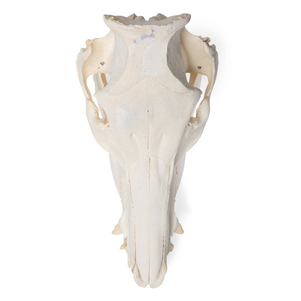 Pig Skull (Sus Scrofa)