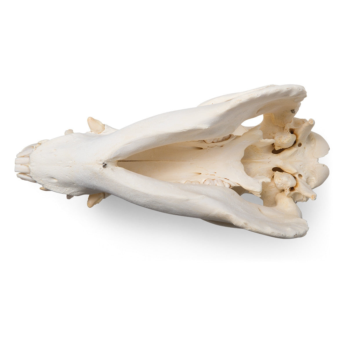 Image 7
