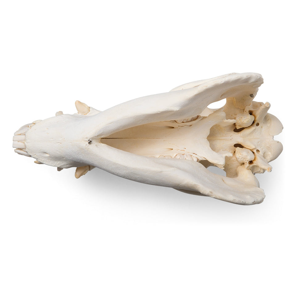 Pig Skull (Sus Scrofa)