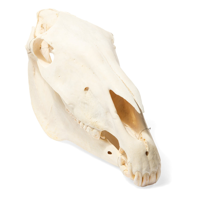Horse Skull (Equus Ferus Caballus) Equine skull 1021006