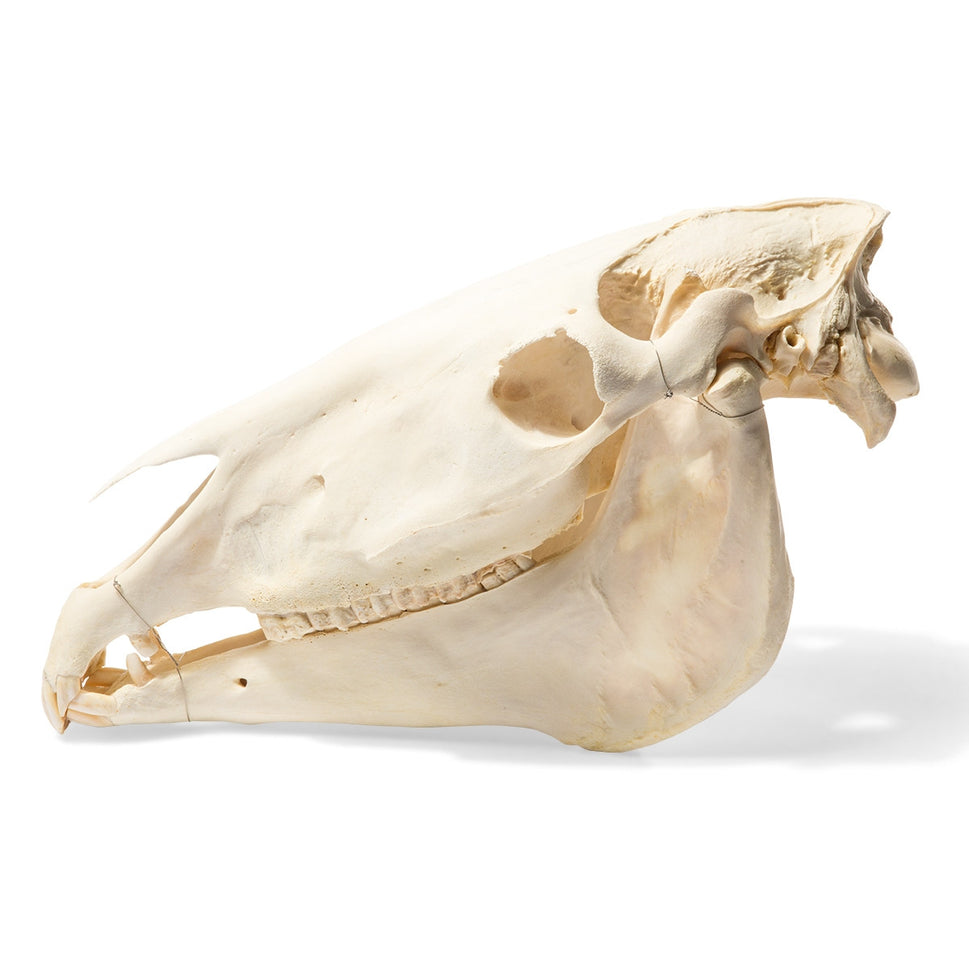 Horse Skull (Equus Ferus Caballus)