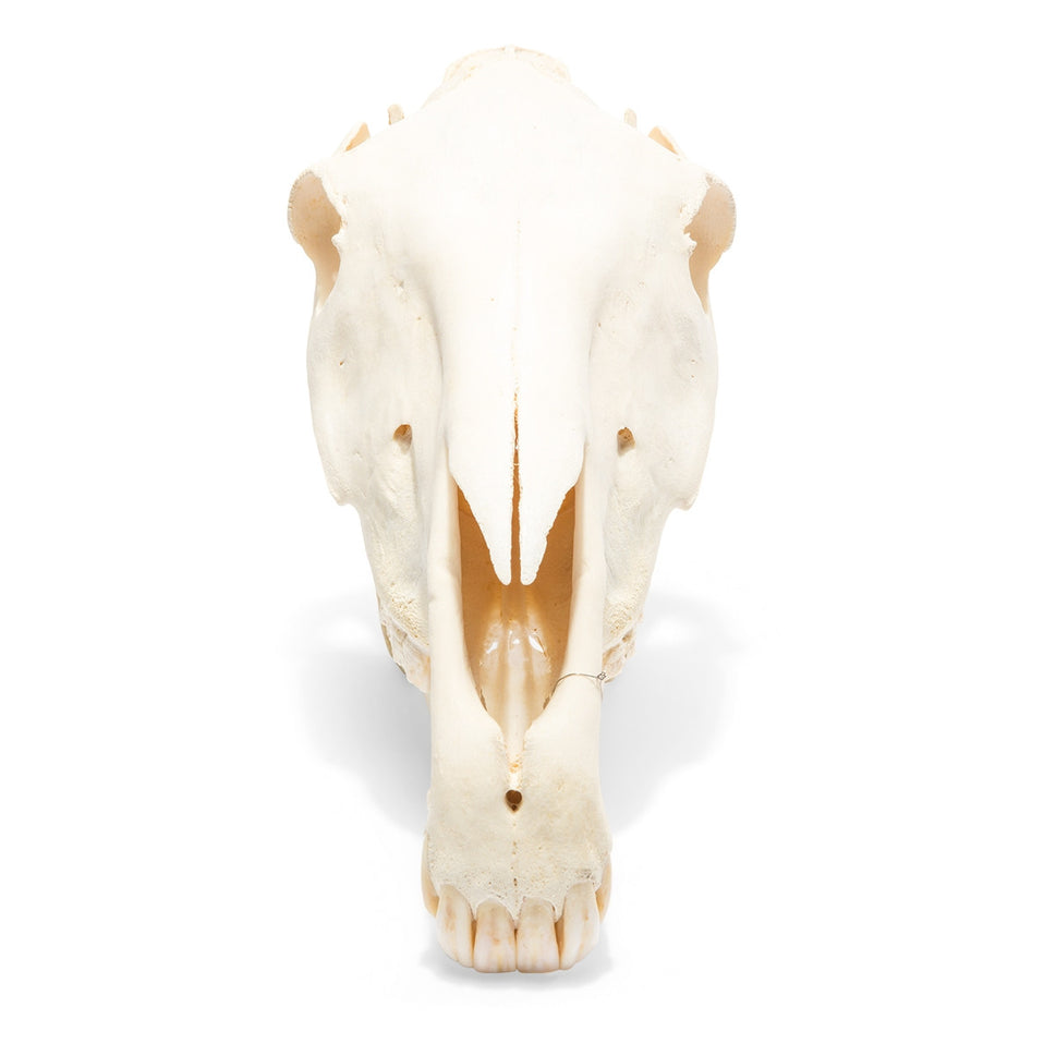 Horse Skull (Equus Ferus Caballus)