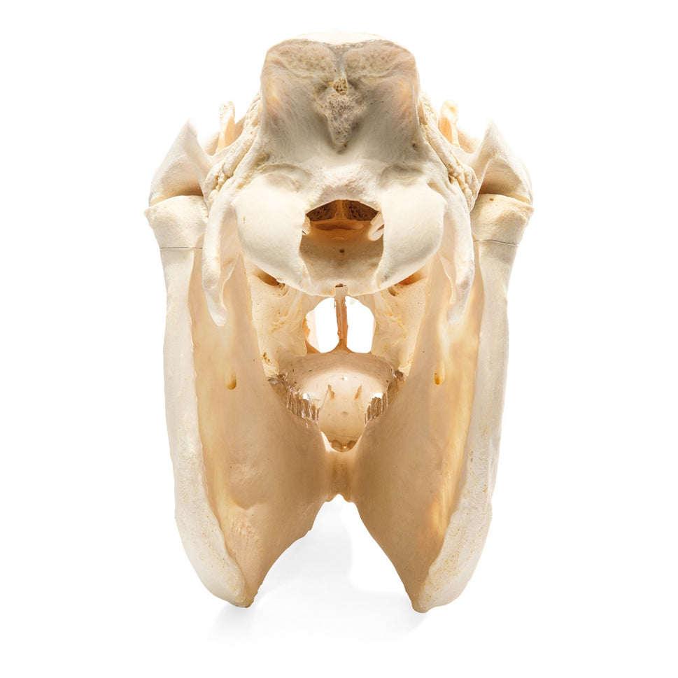 Horse Skull (Equus Ferus Caballus)