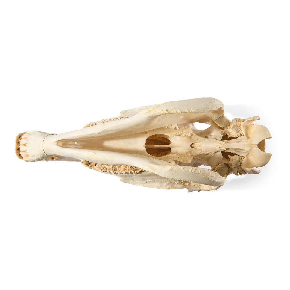 Horse Skull (Equus Ferus Caballus)