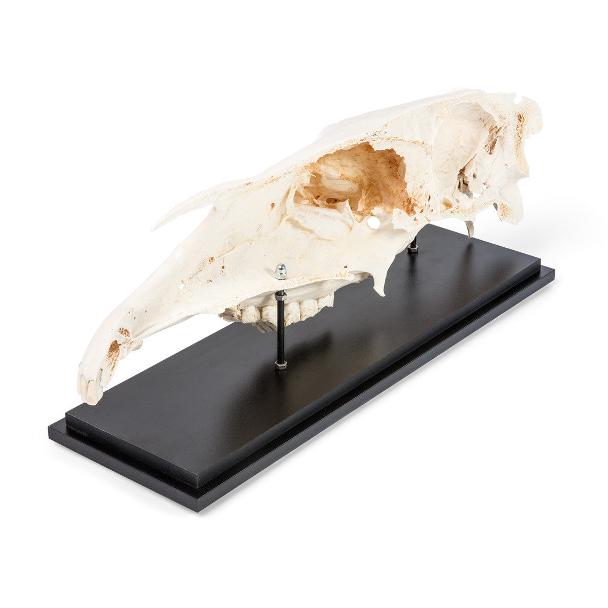 Half Horse Skull (Equus Ferus Caballus)