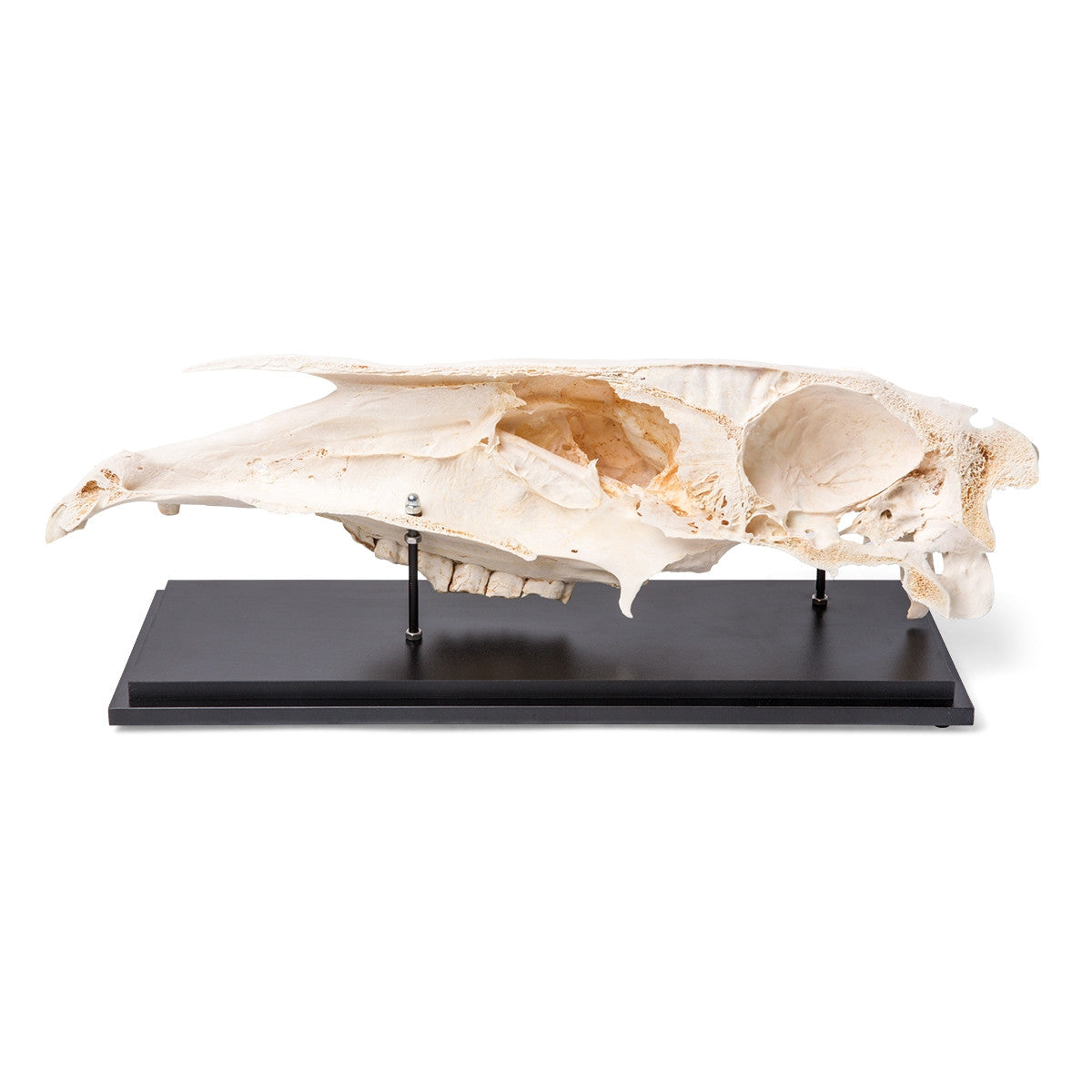Half Horse Skull (Equus Ferus Caballus)