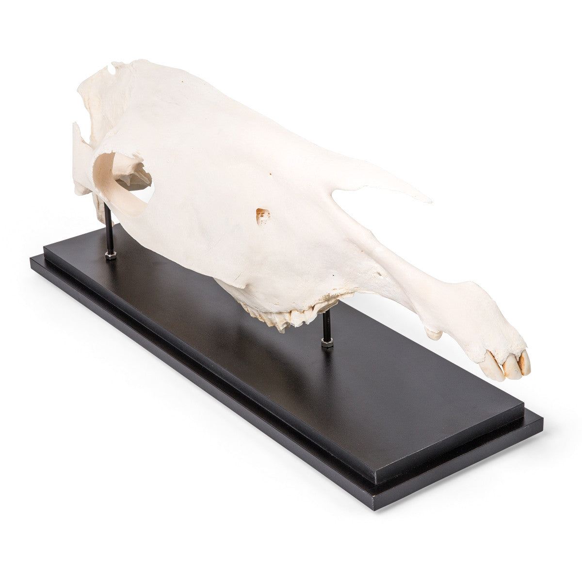 Half Horse Skull (Equus Ferus Caballus)