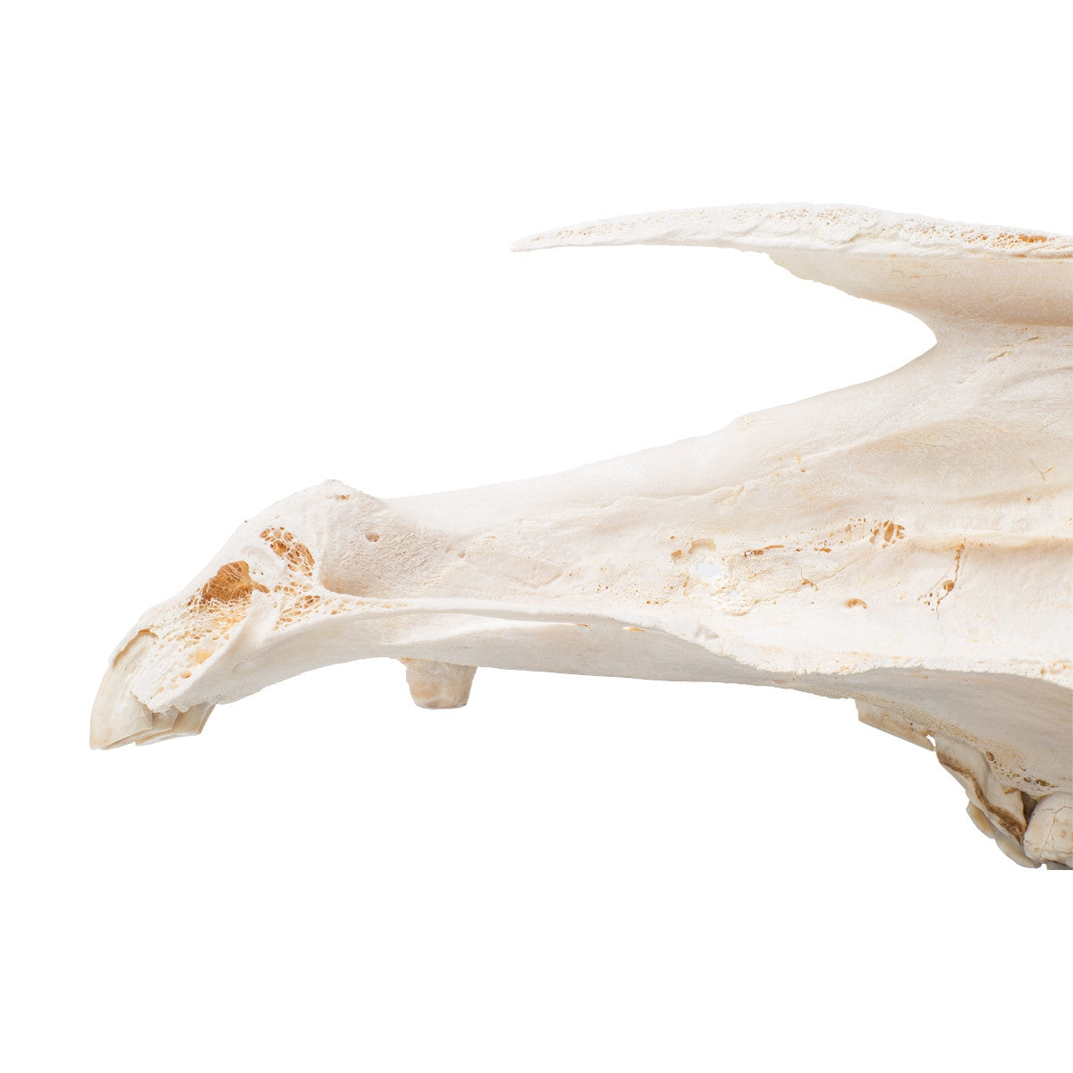 Half Horse Skull (Equus Ferus Caballus)