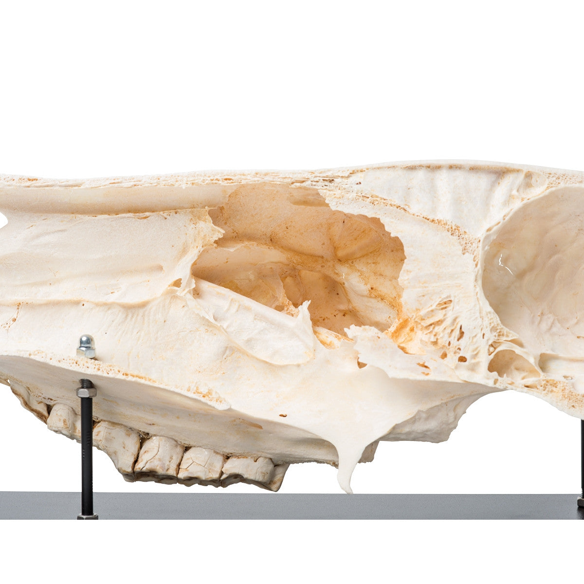 Half Horse Skull (Equus Ferus Caballus)