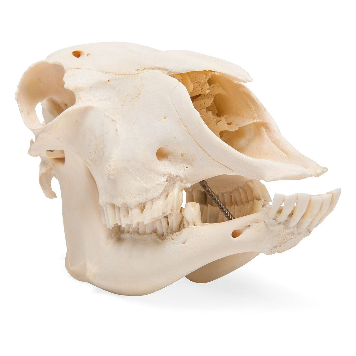 Sheep Skull (Ovis Aries)