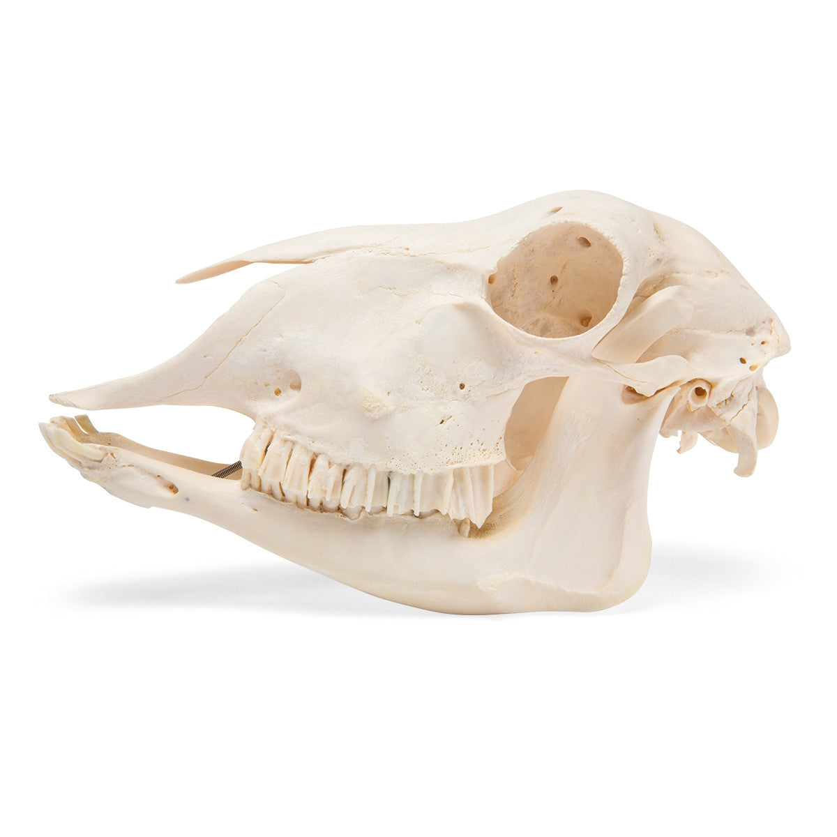Sheep Skull (Ovis Aries)