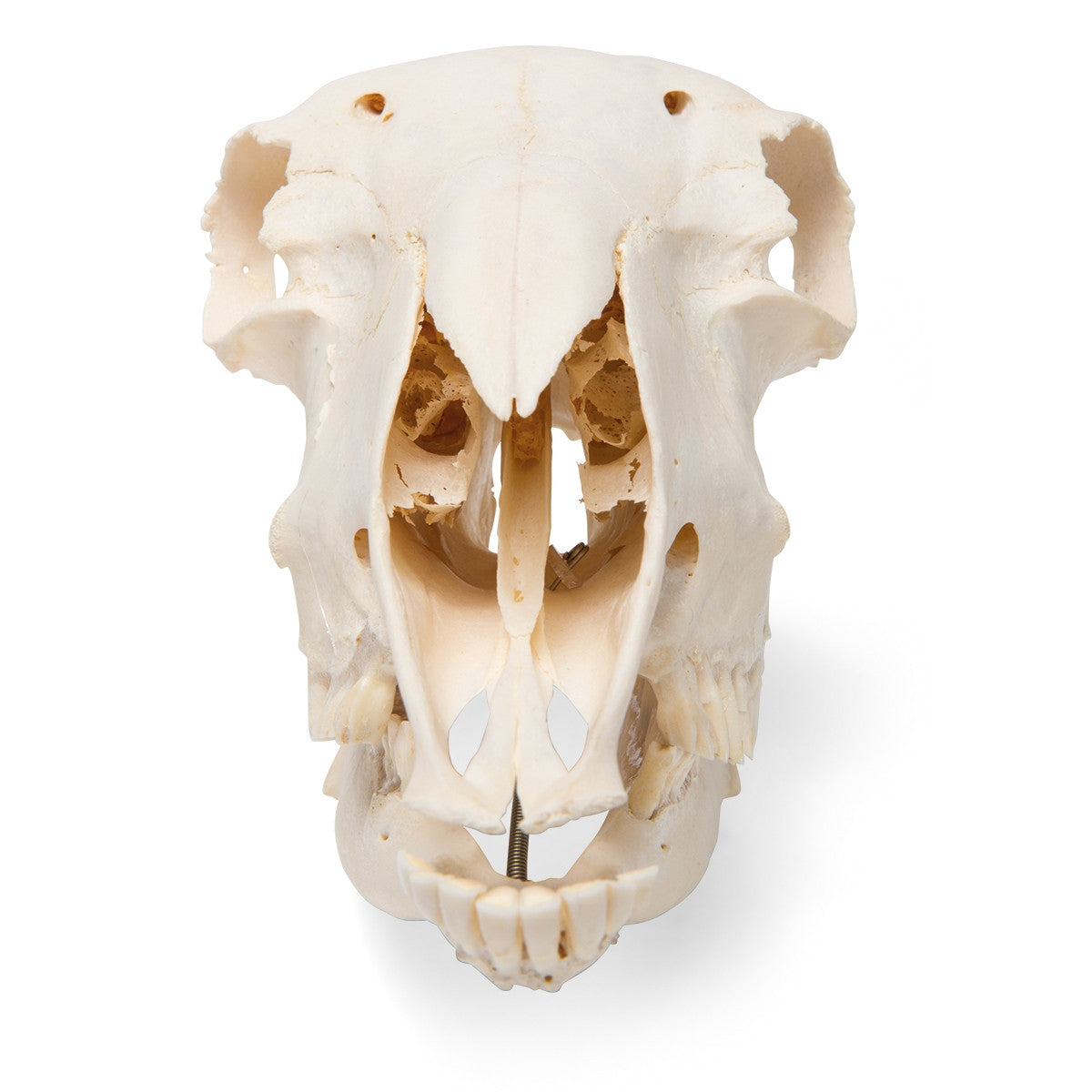Sheep Skull (Ovis Aries)