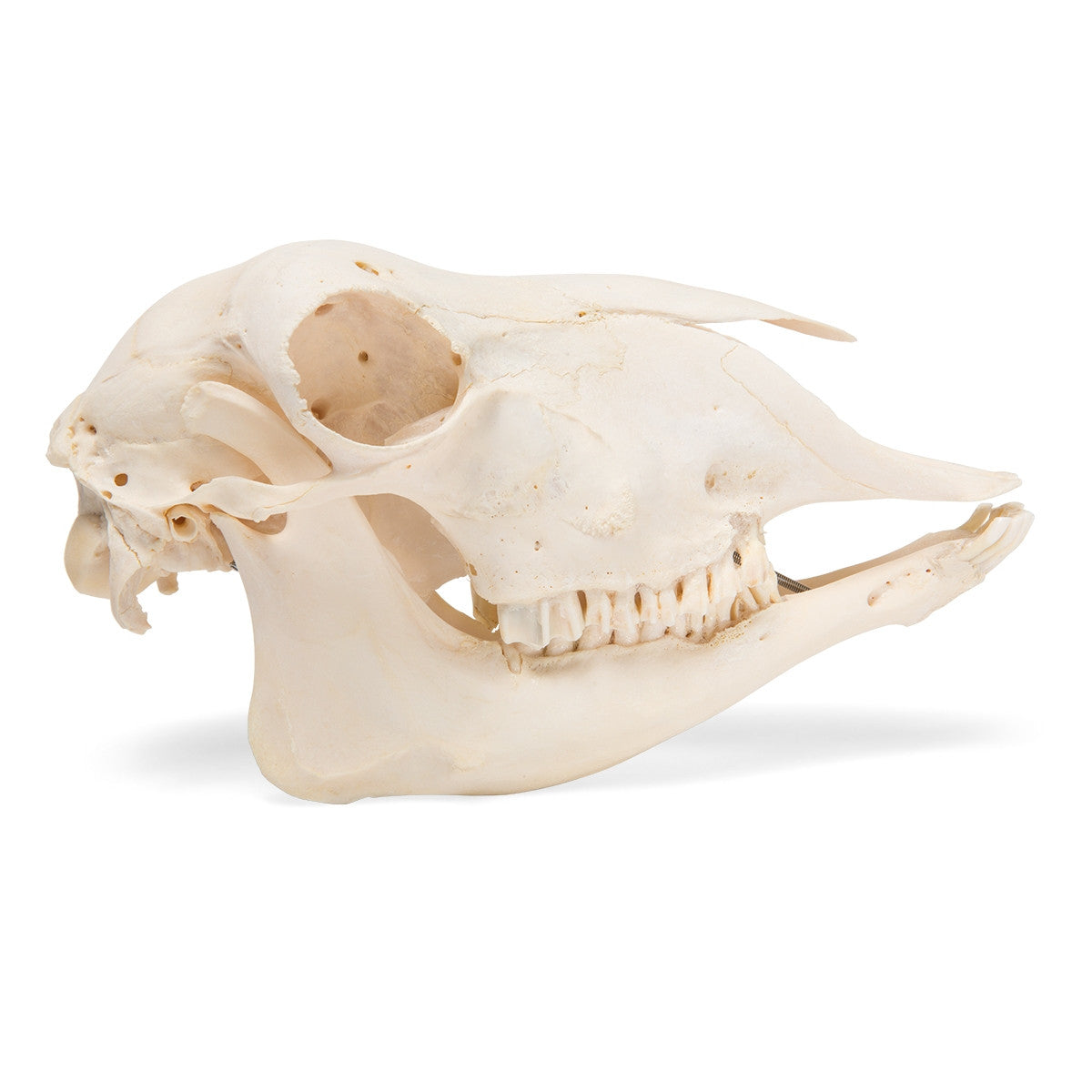 Sheep Skull (Ovis Aries)