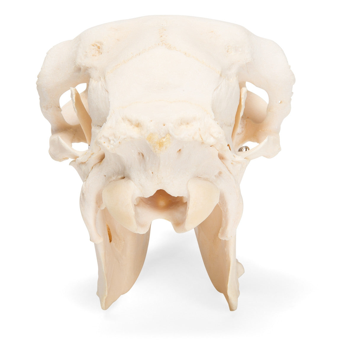 Sheep Skull (Ovis Aries)