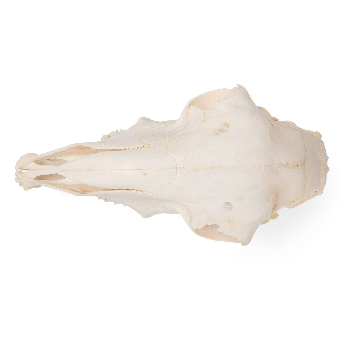 Sheep Skull (Ovis Aries)