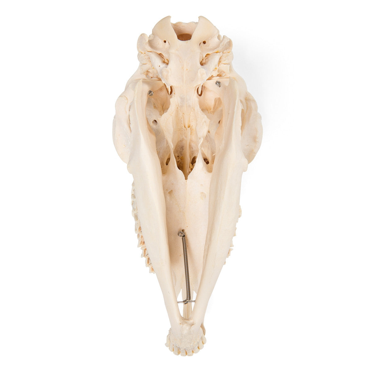 Sheep Skull (Ovis Aries)
