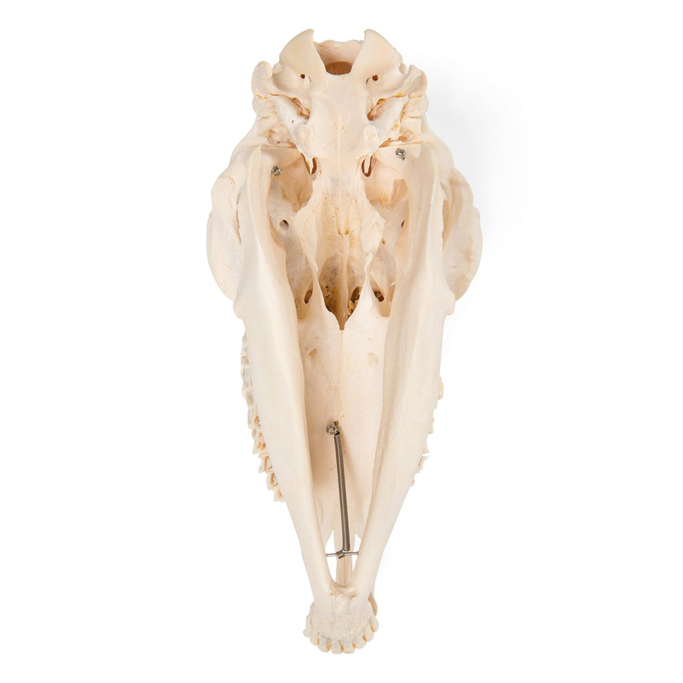 Sheep Skull (Ovis Aries)