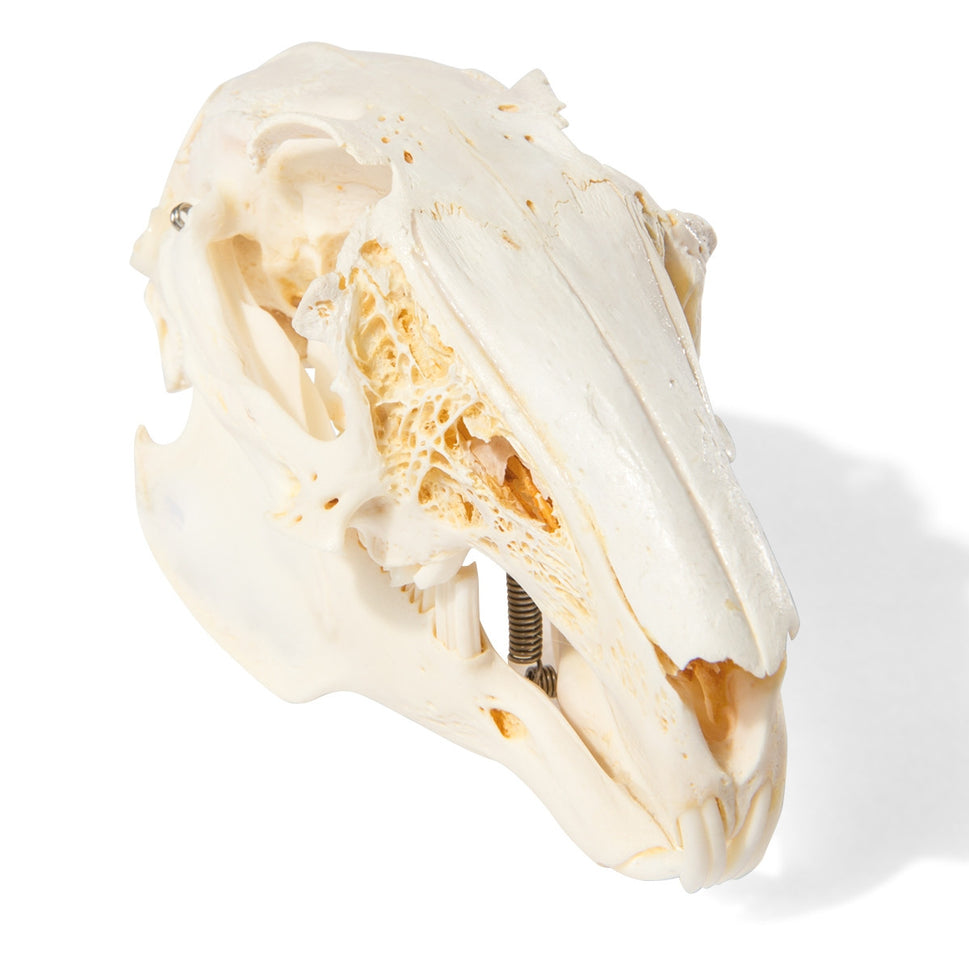 Rabbit Skull (Oryctolagus cuniculus var. domestica)