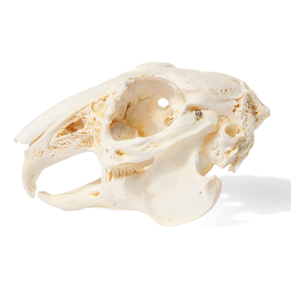 Rabbit Skull (Oryctolagus cuniculus var. domestica)