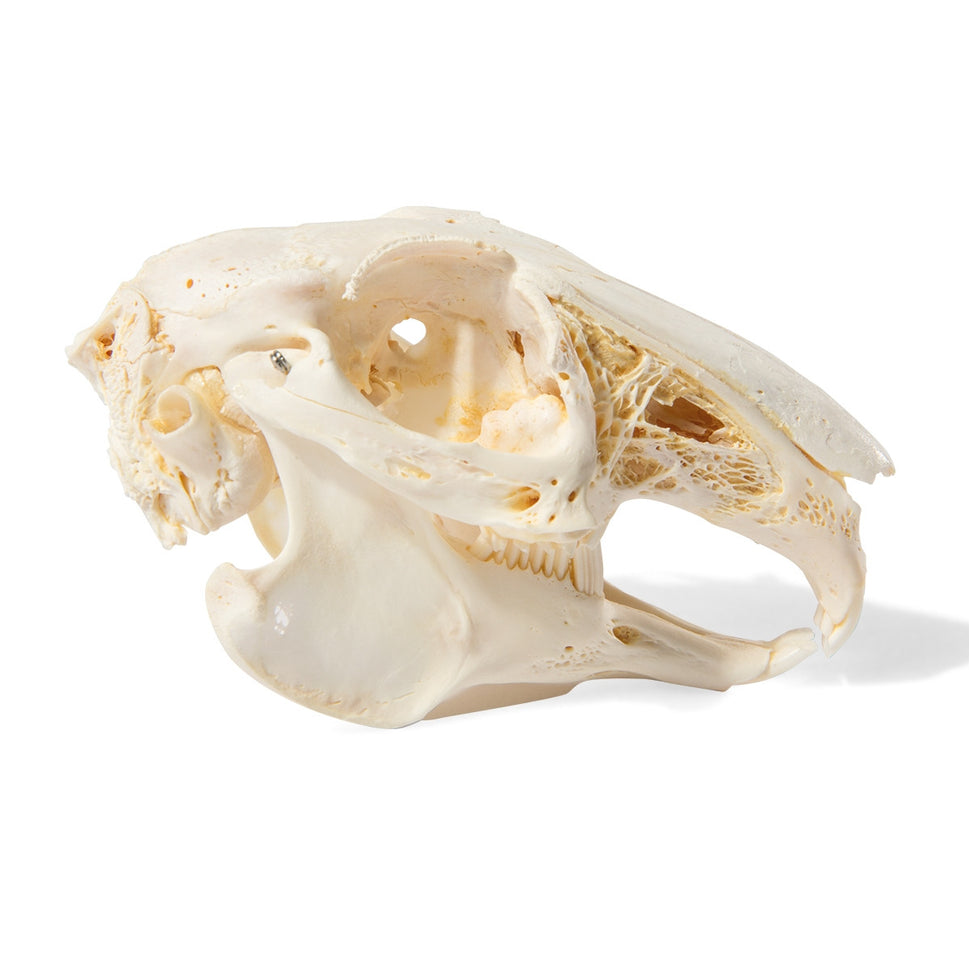Rabbit Skull (Oryctolagus cuniculus var. domestica)