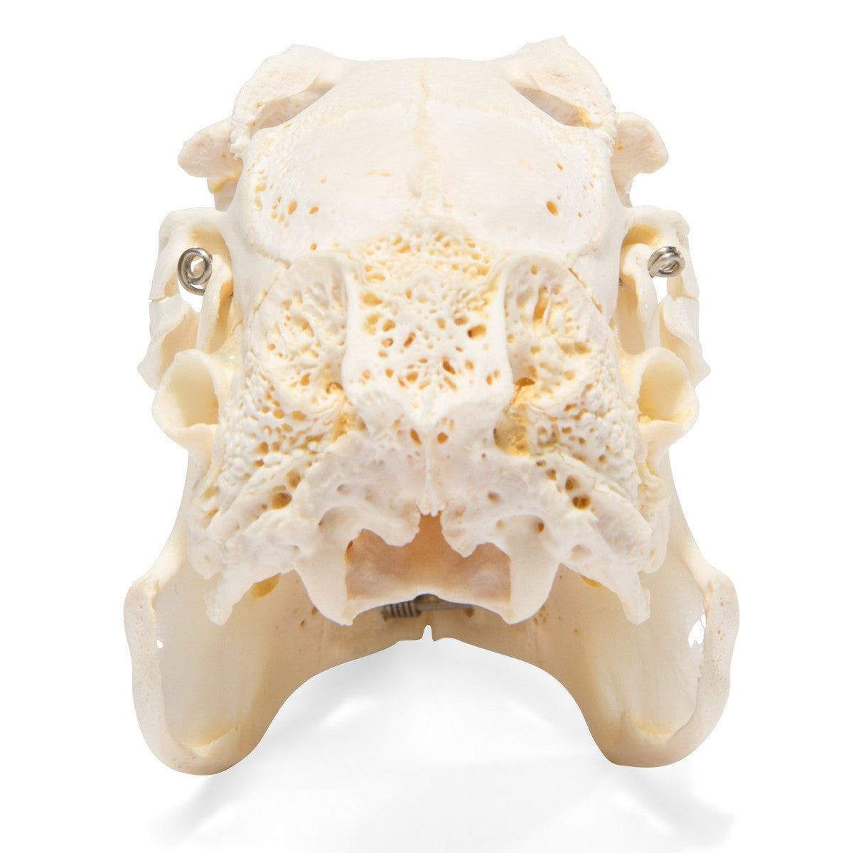 Rabbit Skull (Oryctolagus cuniculus var. domestica)