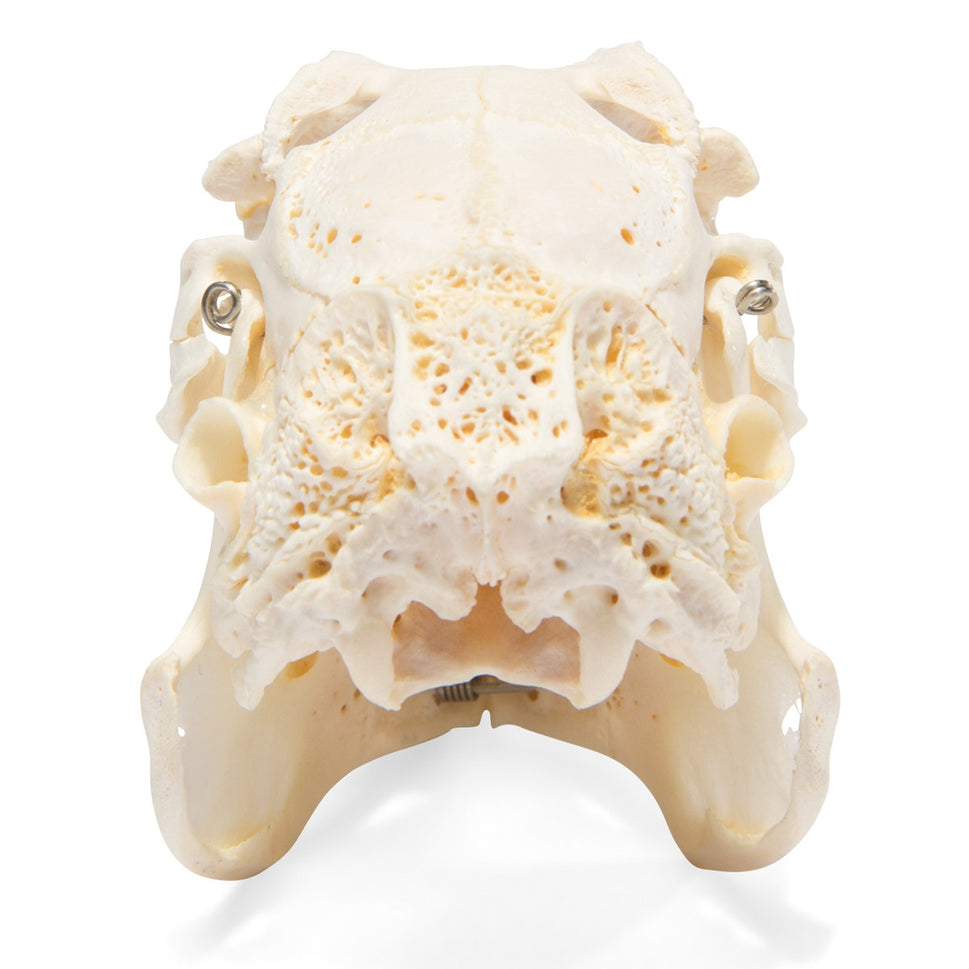 Rabbit Skull (Oryctolagus cuniculus var. domestica)