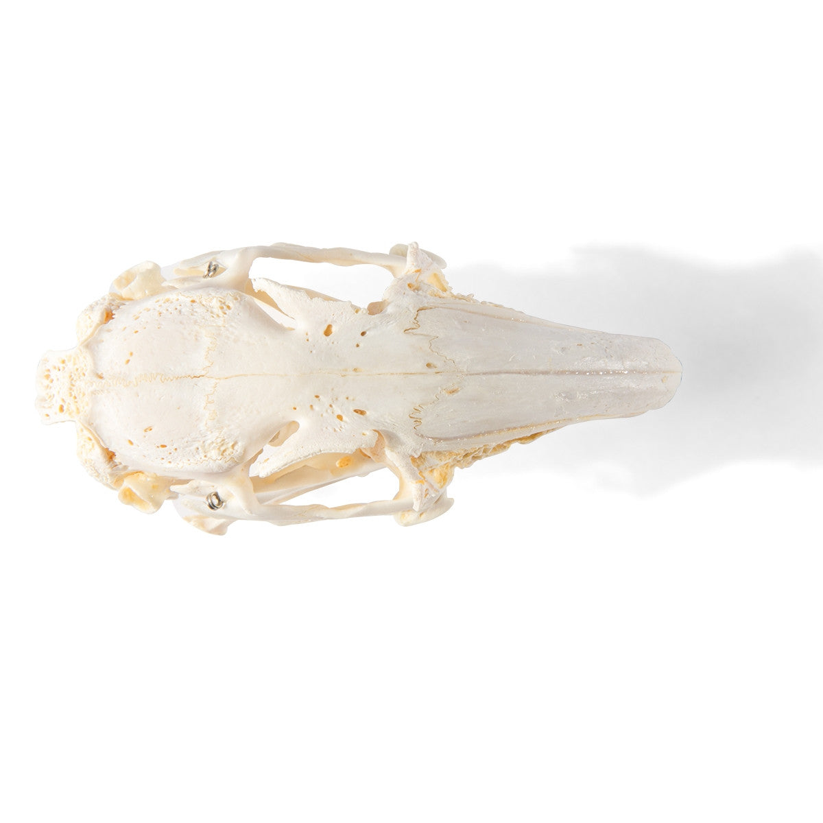 Rabbit Skull (Oryctolagus cuniculus var. domestica)